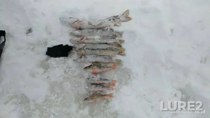 Окунь, Щука — Тундринская Курья, 17 нояб. 2019 г.