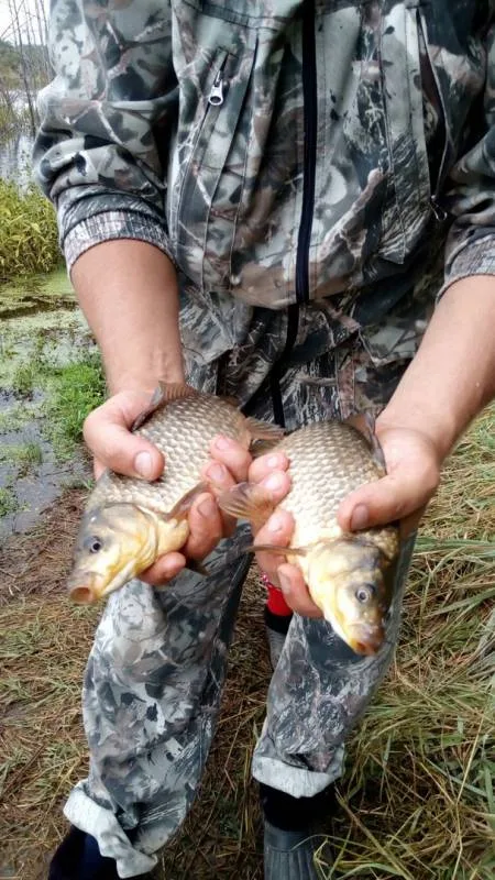 Карась