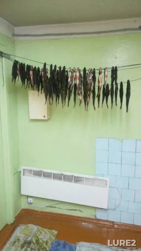 Окунь, Щука
