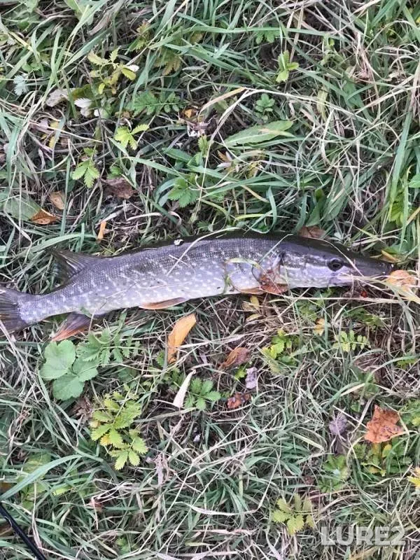 Щука — Дымка, 14 окт. 2018 г.