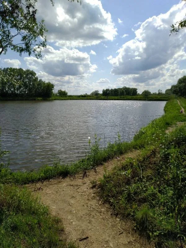 Карась, Окунь