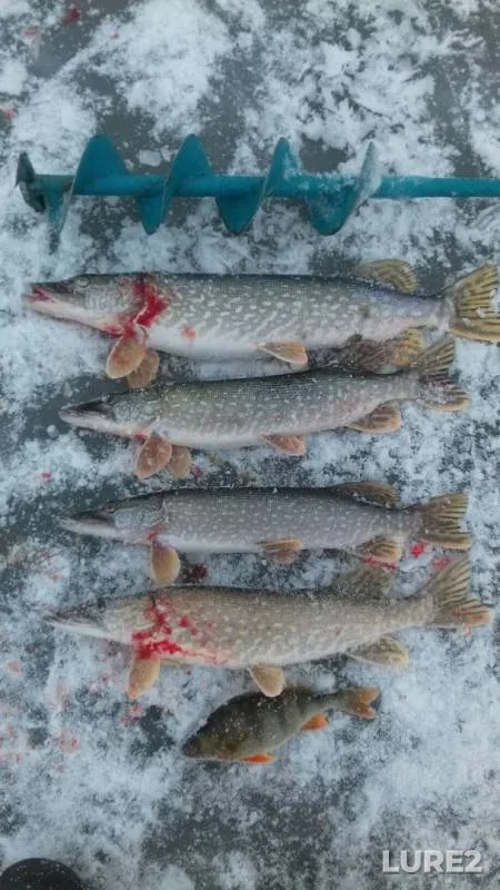 Окунь, Щука — Шалтык, 24 нояб. 2019 г.