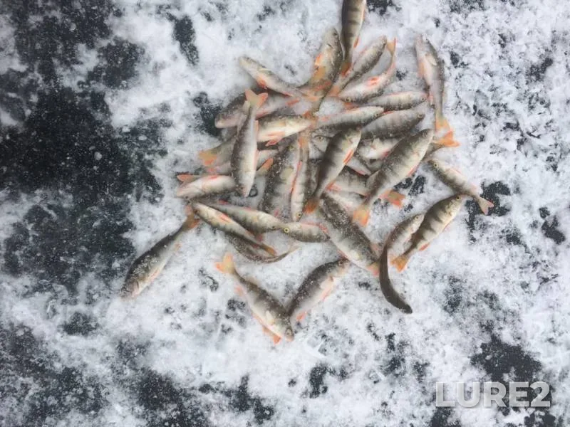 Окунь — Ермекеевское, 25 нояб. 2019 г.