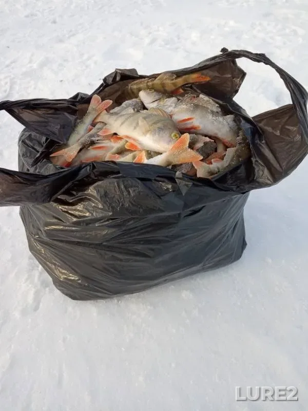Окунь — Мыркай, 23 нояб. 2019 г.