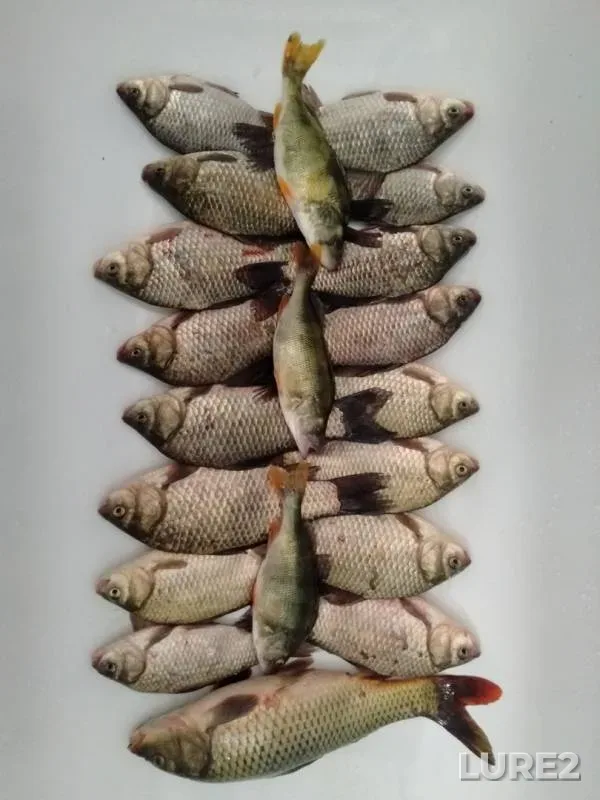 Карась, Окунь — ерик Бессчастенский, 25 окт. 2019 г.
