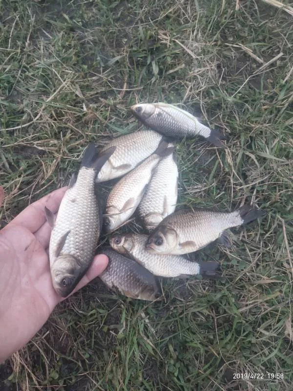 Карась
