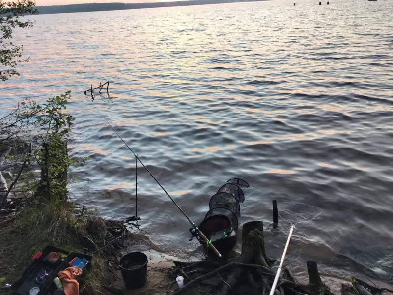 Лещ, Окунь