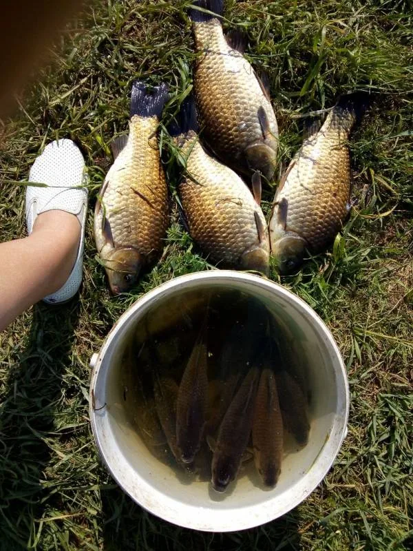 Карась