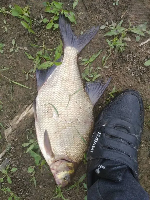 Лещ
