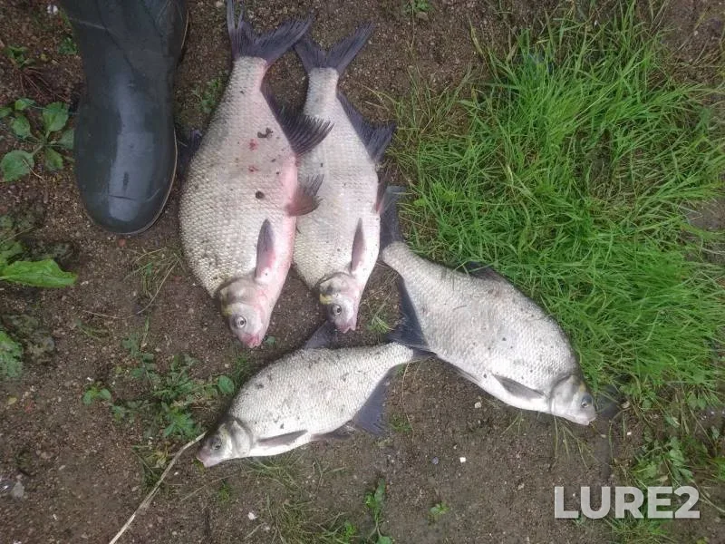 Лещ — Дубровенка, 18 июл. 2019 г.