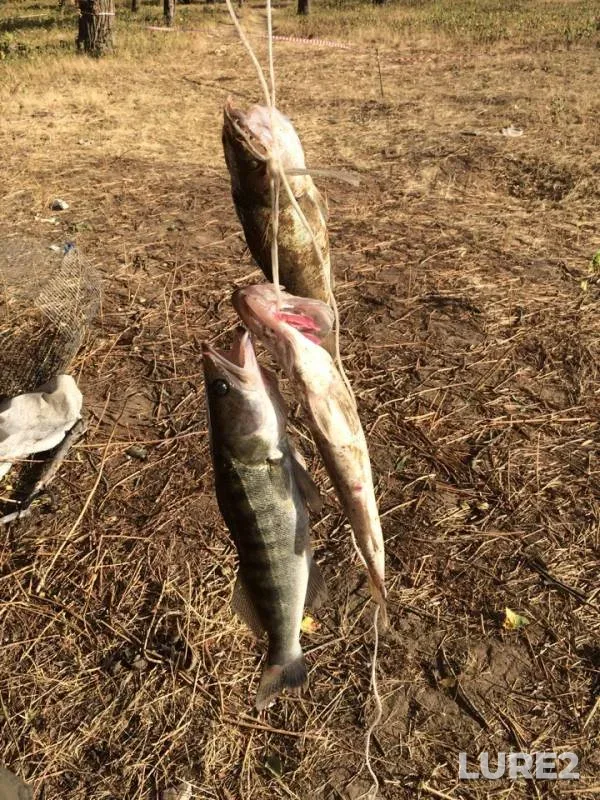 Сом, Судак — Волга, 21 янв. 2019 г.