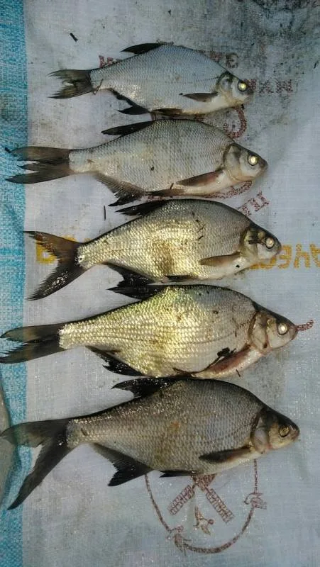 Лещ