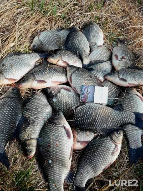 Карась, Окунь — Андреевское, 06 мая 2019 г.