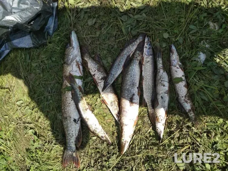 Щука — Курчигай, 07 июл. 2019 г.