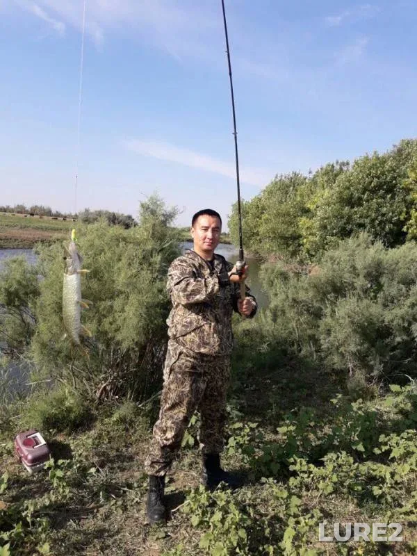 Жерех, Окунь — Кушум, 07 сент. 2017 г.