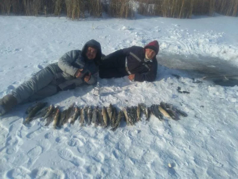 Щука