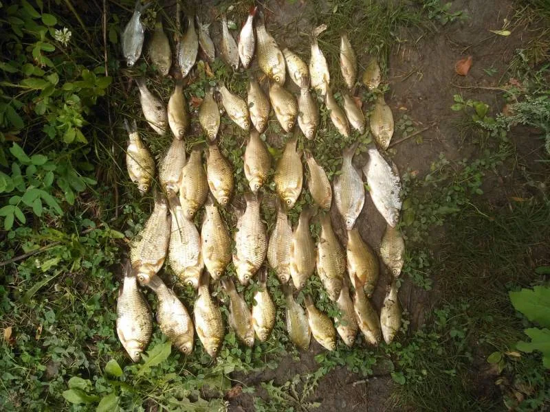 Карась
