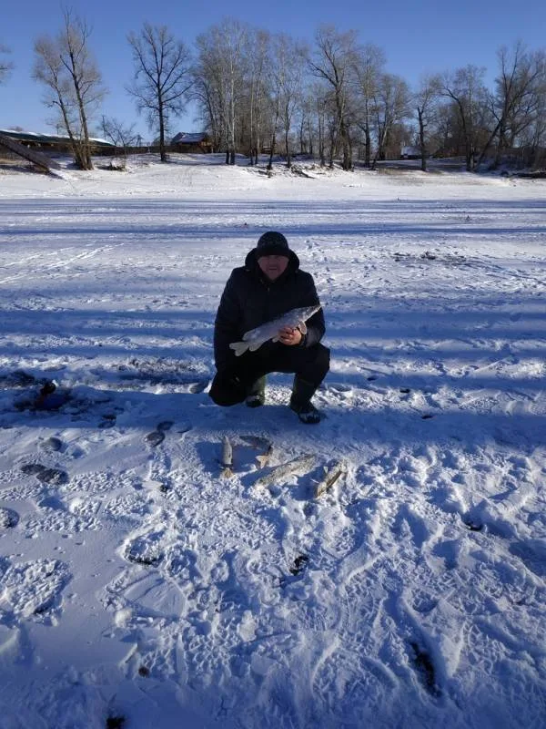 Щука