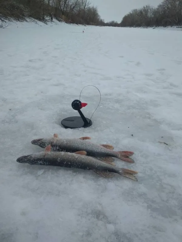 Щука