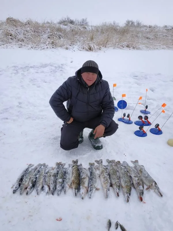 Щука