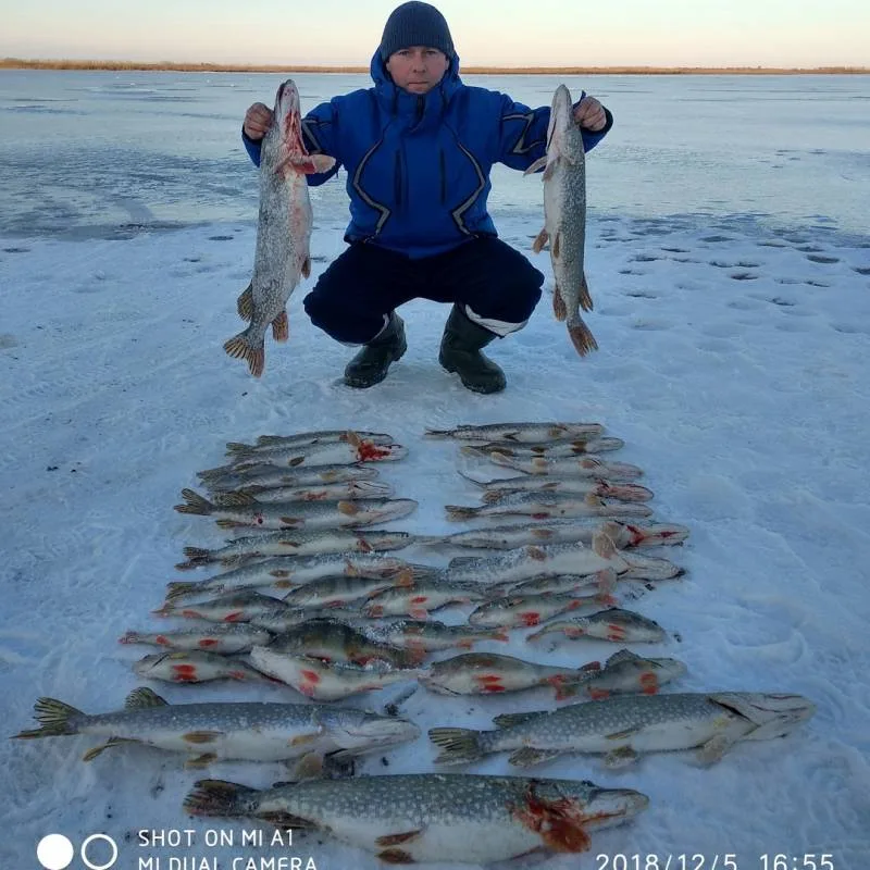 Окунь, Щука
