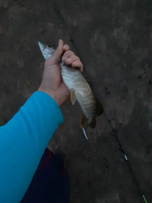 Щука