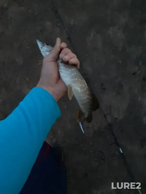 Щука — Крутая, 02 сент. 2019 г.