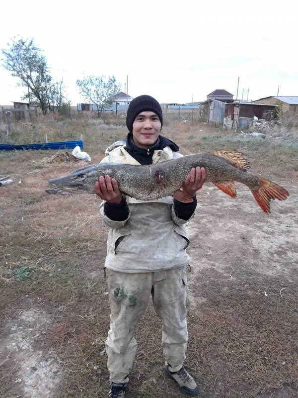 Щука