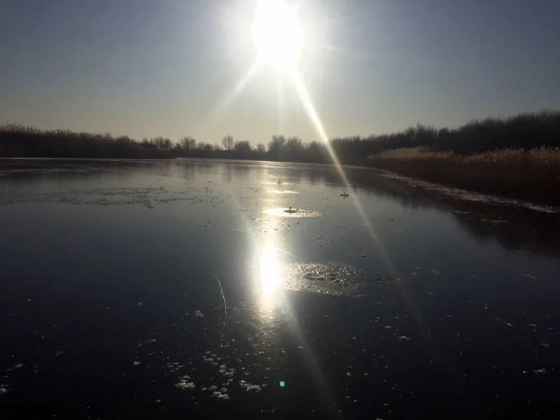 Окунь, Щука