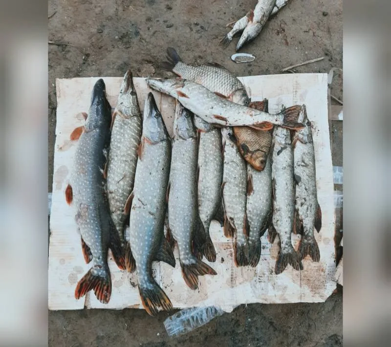 Карась, Щука