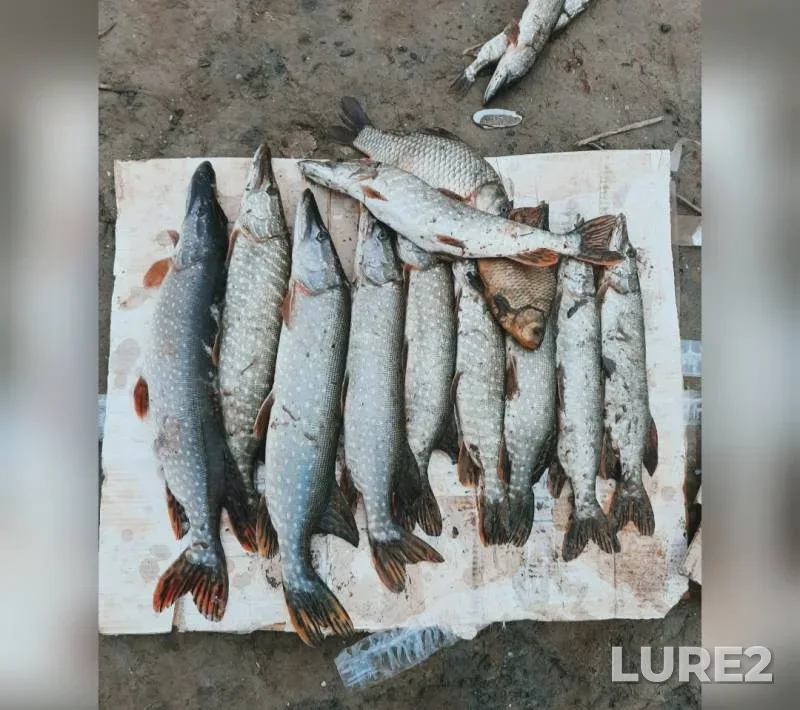 Карась, Щука — Большой Узень, 21 нояб. 2019 г.