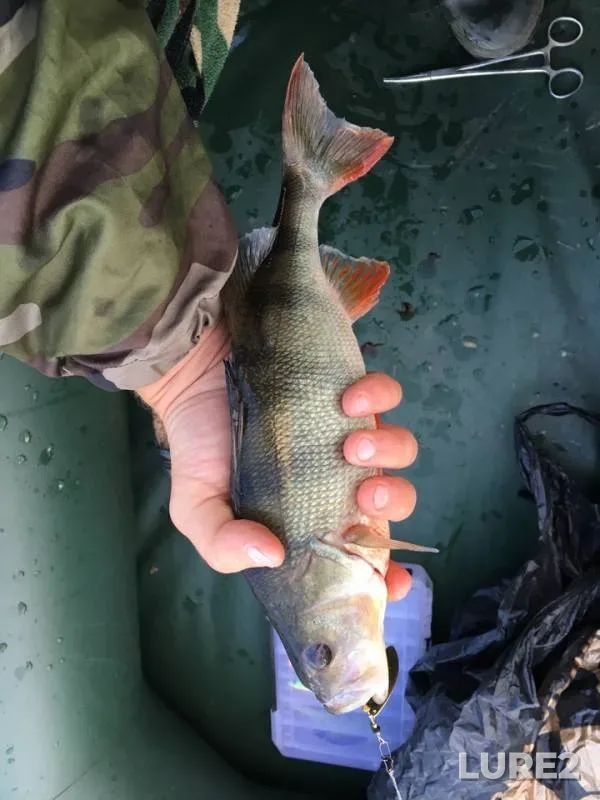 Окунь, Щука — Самара, 18 сент. 2018 г.