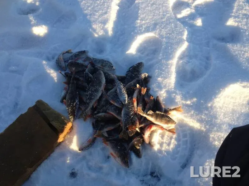 Окунь — Самарская область, Приволжский район, 01 дек. 2018 г.