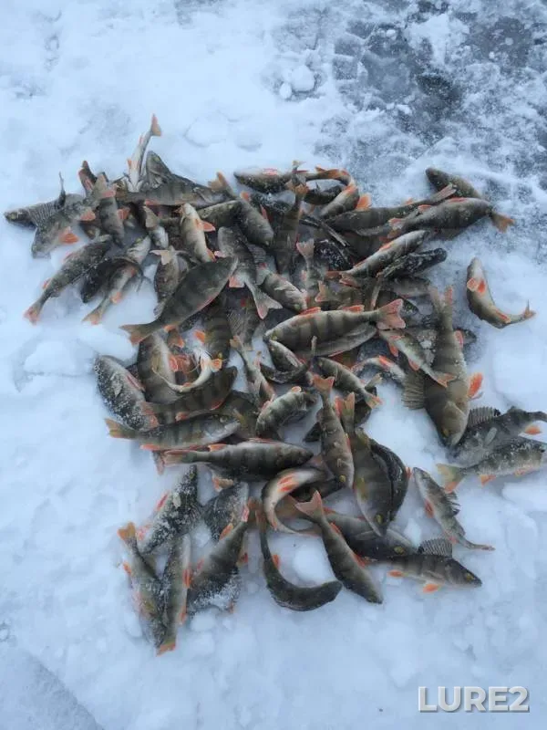 Окунь — Лебяжье, 02 дек. 2018 г.
