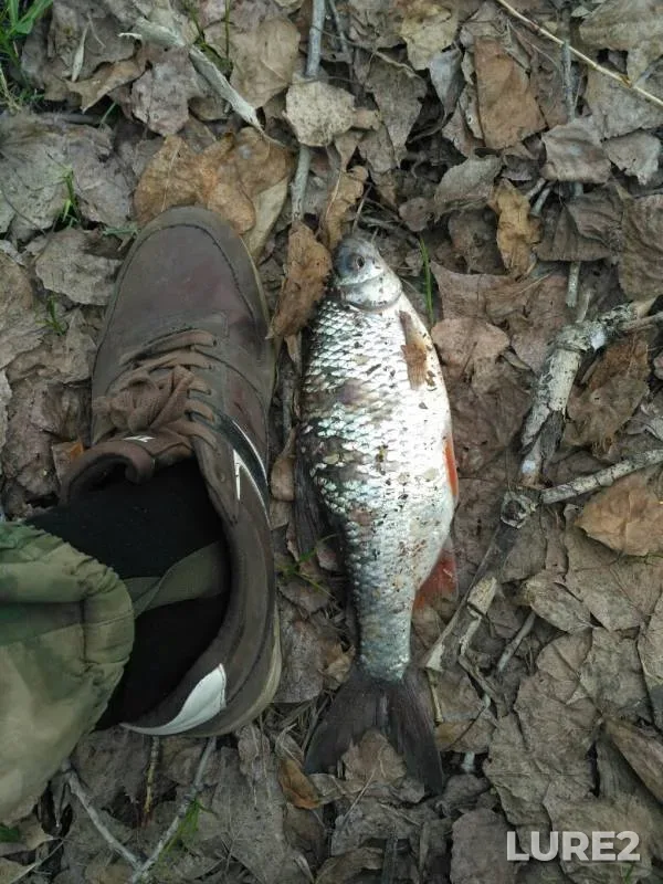 Плотва — Самара, 24 апр. 2019 г.