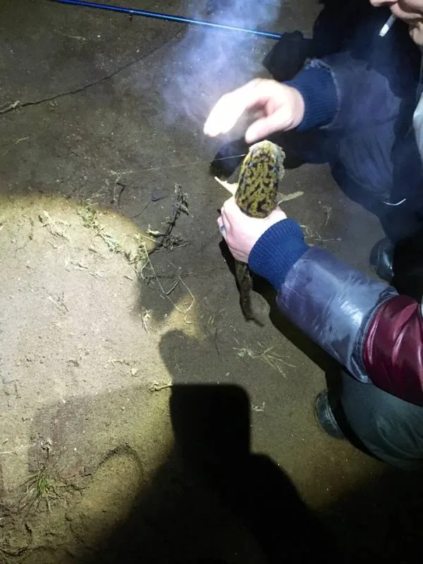 Налим