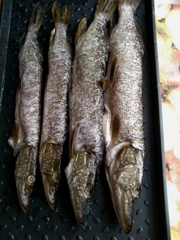 Щука
