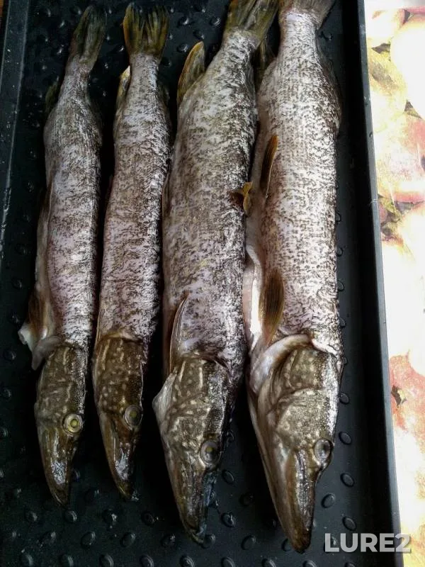 Щука — Кама, 29 июл. 2019 г.