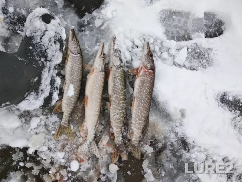 Щука — Толыч, 03 нояб. 2019 г.