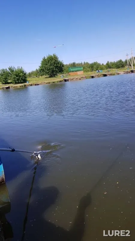 Карп