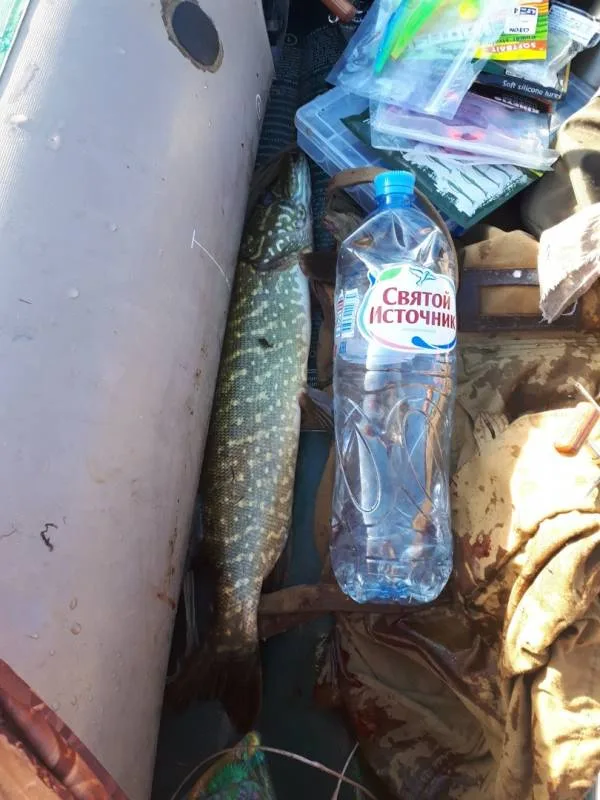 Окунь, Щука