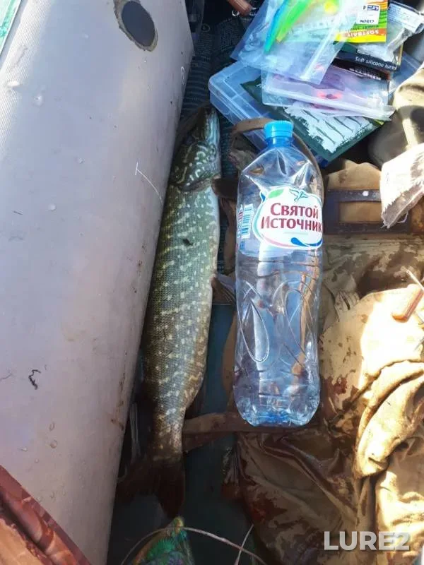 Окунь, Щука