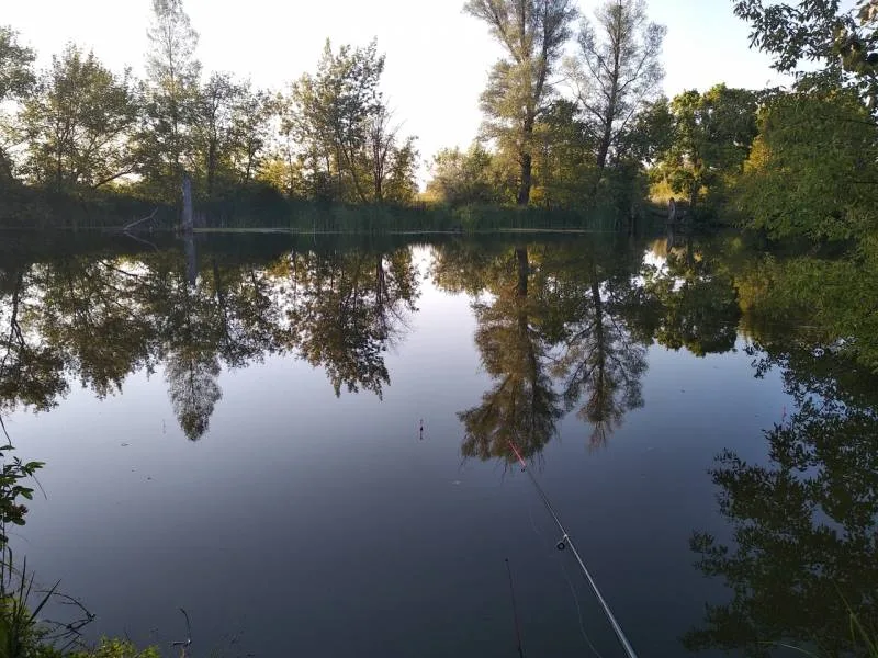 Карась, Густера