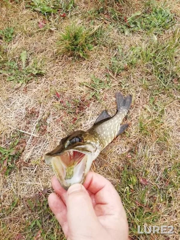 Щука
