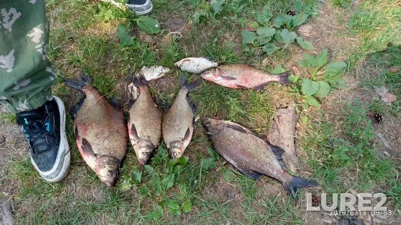 Лещ — Осиповичское, 14 июн. 2019 г.