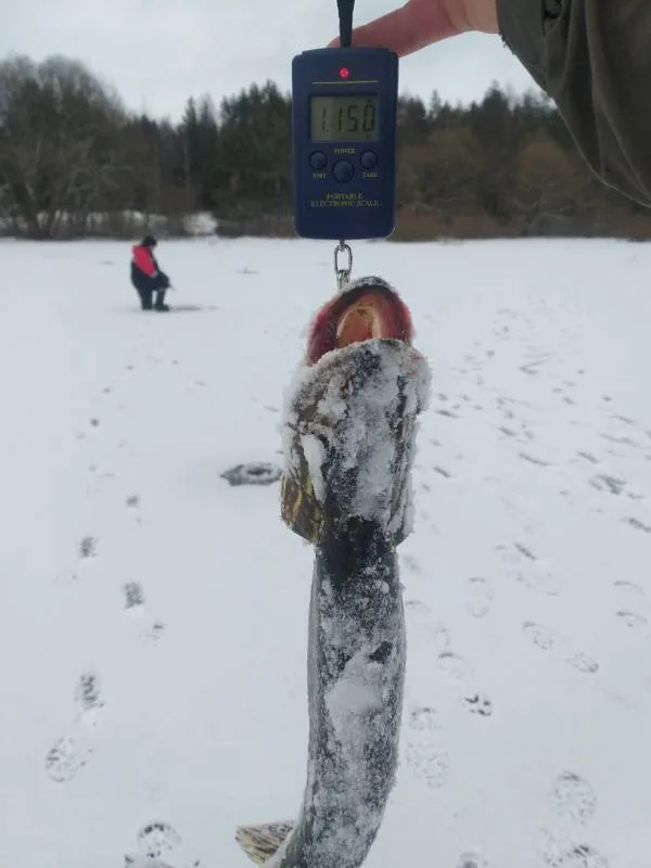 Щука