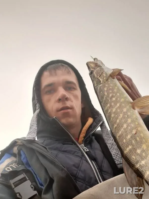 Щука