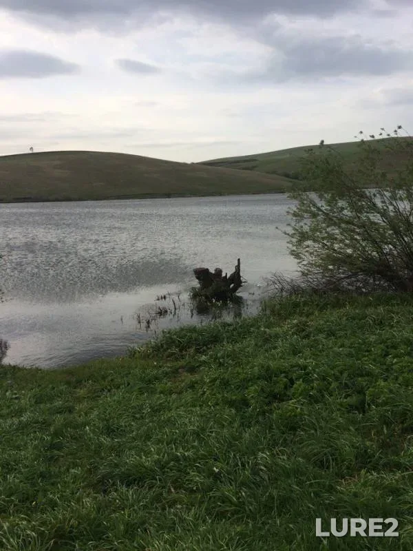 Окунь, Линь