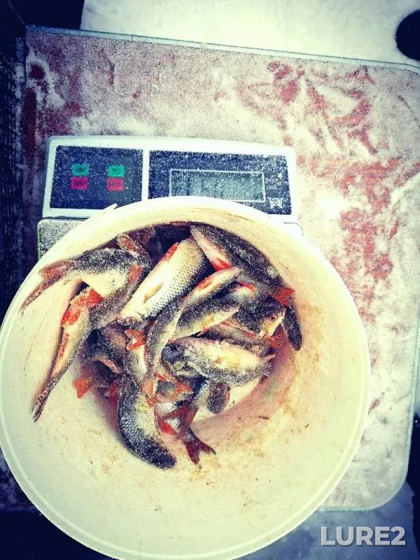 Плотва — Янтыково, 04 мар. 2019 г.