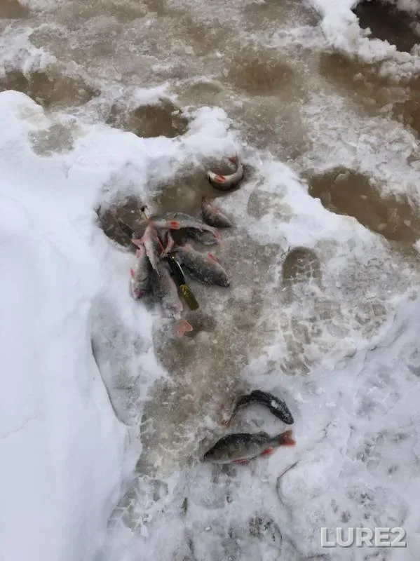 Окунь — Ярудей, 03 дек. 2019 г.